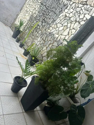Plantas