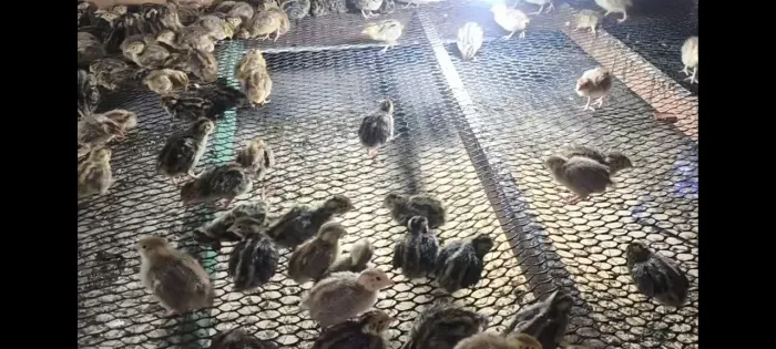 Codorna japonesas