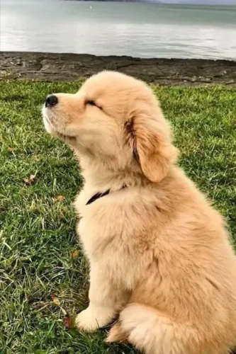 Filhotes de Golden o amor na medida certa !