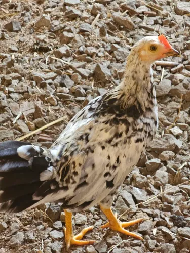 Galos e galinhas da raça garnizé.
