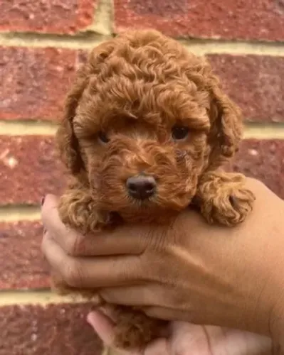 Poodle,Poodle Filhote Top Padrão da Raça