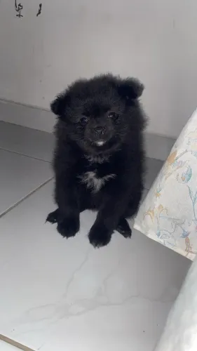 Spitz alemão