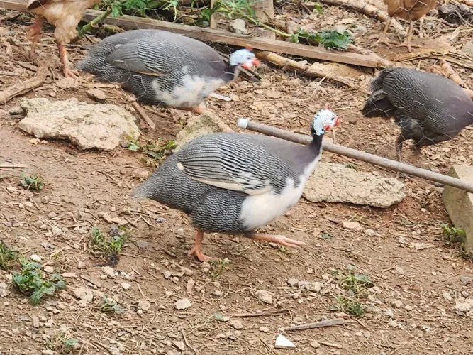 3 galinhas da Angola 