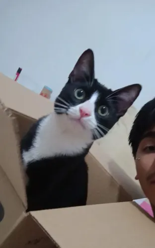 Doação Responsável - Gato
