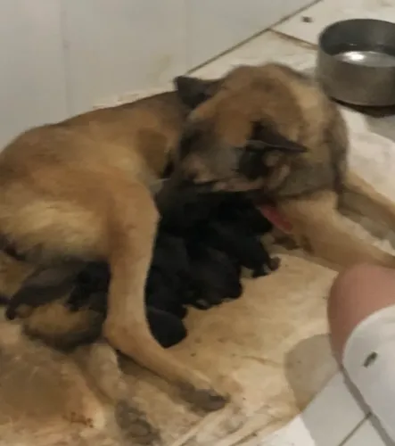 Filhotes Cão Pastor Malinois 