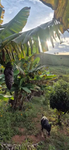 Terreno em Vargem Alegre de 3000 m2