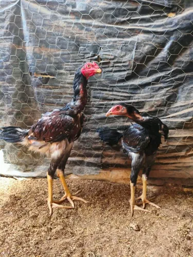 Indio gigante - Casal 4 meses