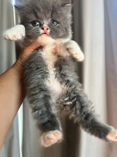 Gatinha persa dollface bicolor (fêmea ) disponível 