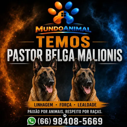 Pastor Belga Malionis 