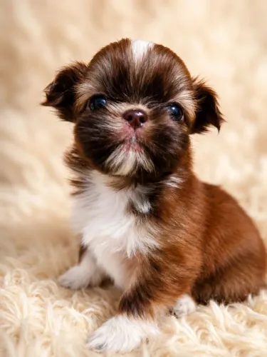 Shih-Tzu Filhotes Lindíssimos | Mini Ursinhos de Pelúcia