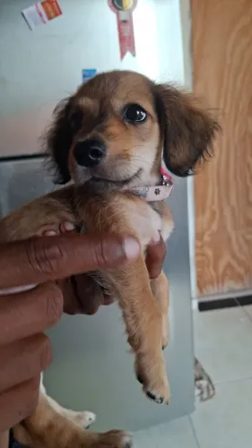 Doação de cachorrinha, filhote de salsicha com pinshcer, 4 meses