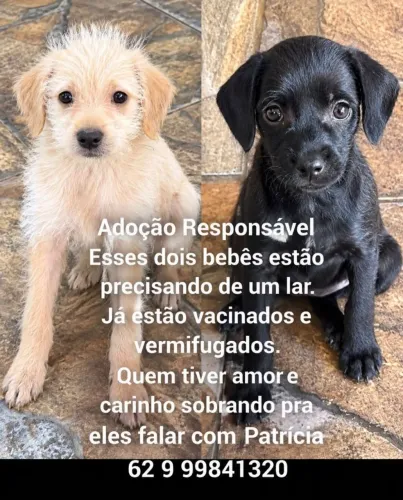 Filhotes de dinossauro para doação