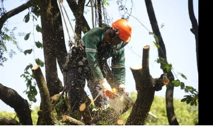 Corte, poldagem de árvore,trabalho com roçadeira