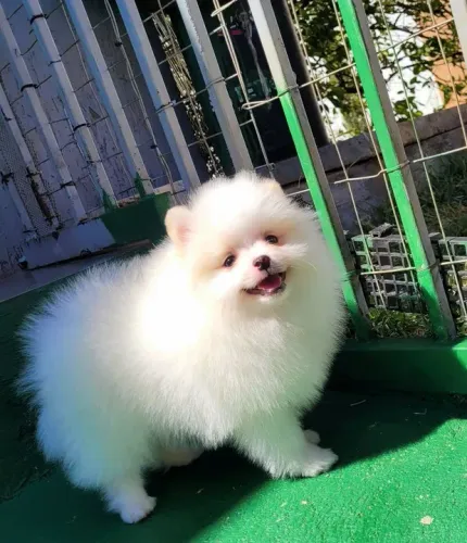 Spitz Alemão macho ursinho. Pedigree CBKC 10x sem juros