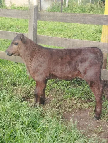 Bezerro angus senepol.
