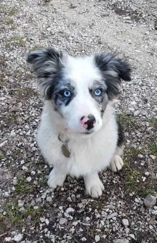 Filhote de border collie !! Seja apenas)()(