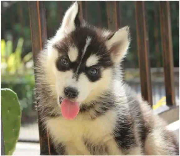 Husky Siberiano cinza/marrom/preto e branco, olhos azuis e bi colores a pronta entrega!