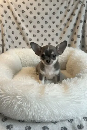 Chihuahua cor exótica e rara