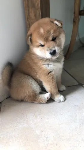 Shiba inu Macho á venda 