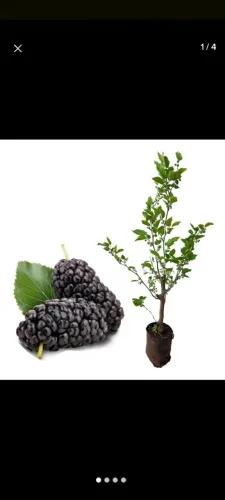 Muda de Amora Gigante Portuguesa 