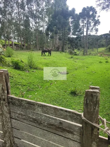 Sítio com 85.107 m², escriturado, frente para o asfalto, com casa e galpão, região de São 