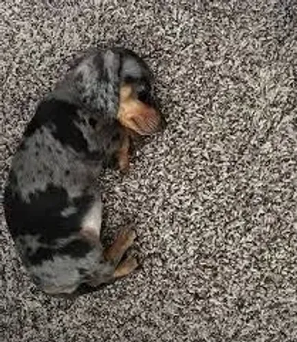 Filhotes de Teckel/Salsicha/Basset Criados com Dedicação