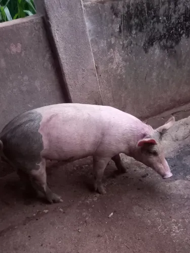 Vendo Leitoa 70 kilos