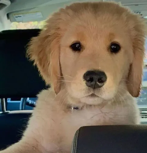 Filhote Golden Retriever irão te reconhecer pelo seu cheiro 