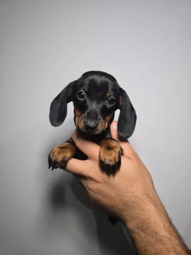 Amor incondicional em forma de filhote