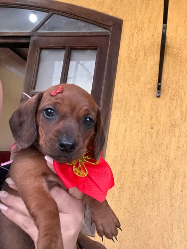 Teckel Dachshund Basset fêmeas