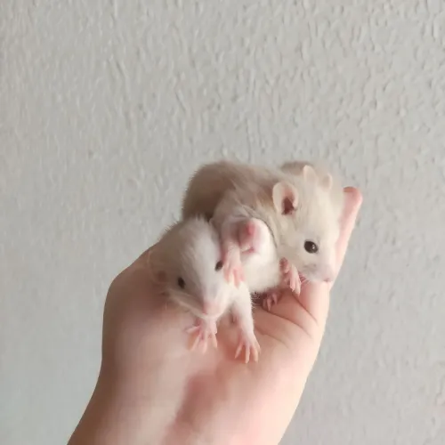 Filhotes de Rato Twister Mercol