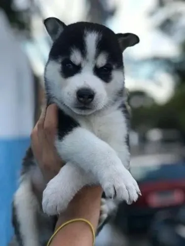 Husky Siberiano- Lindo machinho coloração preta e branca com 67 dias- Daniela