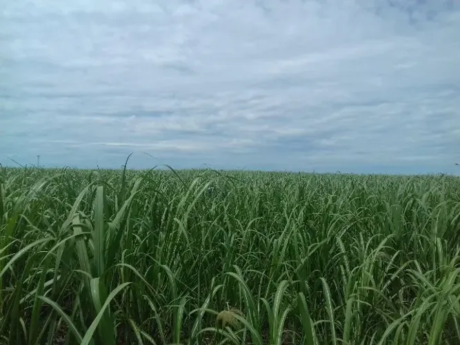 100% em Cana Sebastianóplis do sul