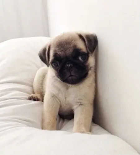 Filhote de Pug com focinho curto