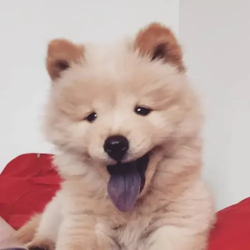 Chow Chow Padrão CBKC