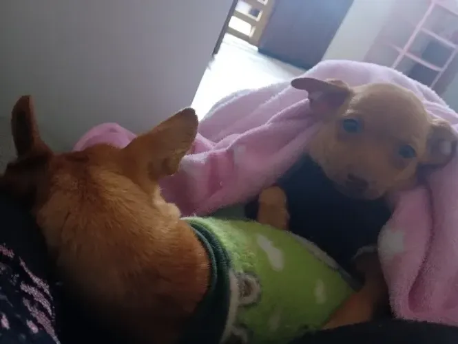 Pinscher zero pérola com olhos verdes parcelo em 18x vacinado desverminado e entrega gráti