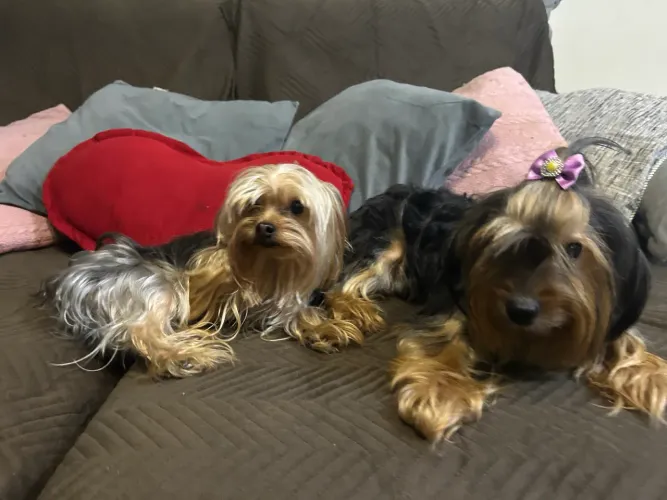 Vendo filhotes de yorkshire terror