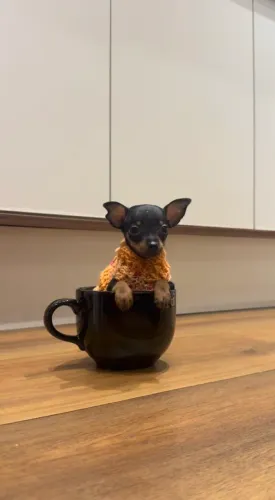 Pinscher 0 miniaturas: Ótimo para presentear uma pessoa querida.