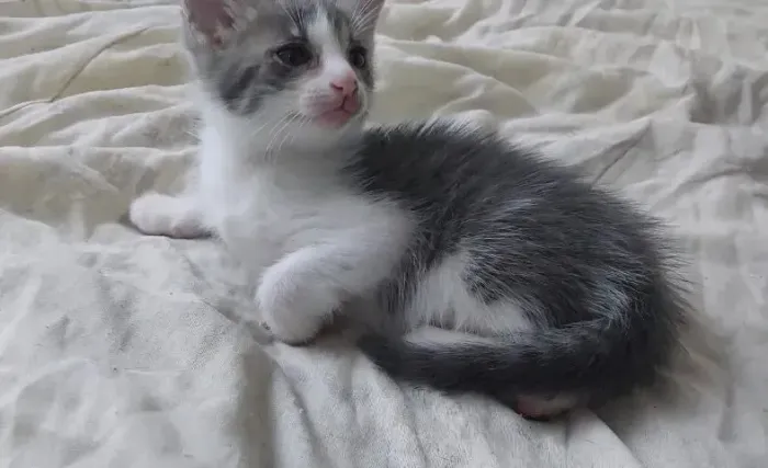 Doa-se gatinhos filhotes machos lindos