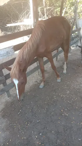 Cavalo 