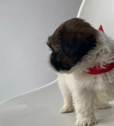Filhotes de shihtzu Ler o anúncio completo 