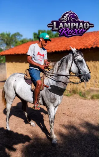 Vende-se cavalo 5 anos