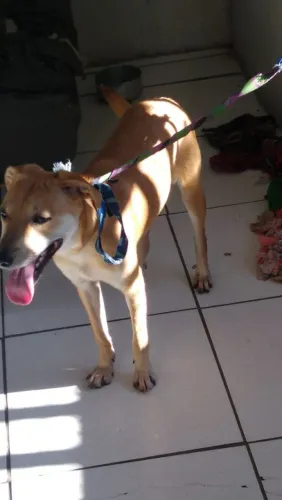 Boa tarde! Gente estou doando um cachorro ? labrador Golden caramelo de 6 meses