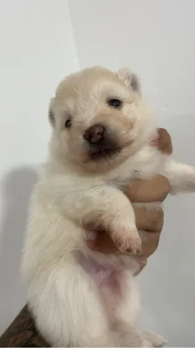 Filhotes spitz alemão