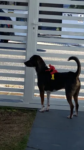 Doação responsável de um Cachorro Mimoso
