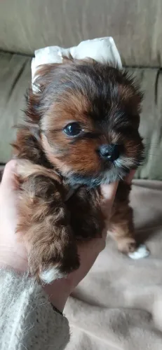 Yorkshire terrier 