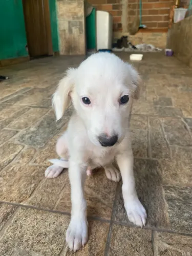 Cachorro filhote doação