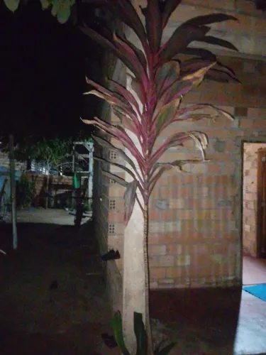 2 casas