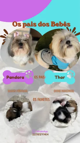 Os Bebês Shih Tzu