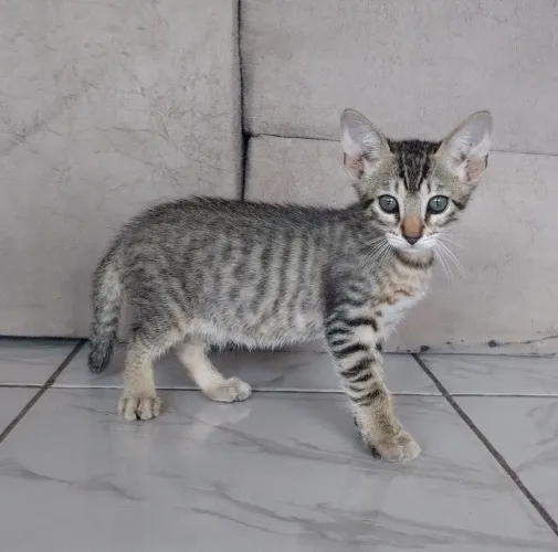 Doação de gatinhos filhotes